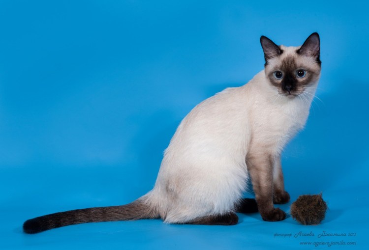 Рэгдолл Блю поинт
