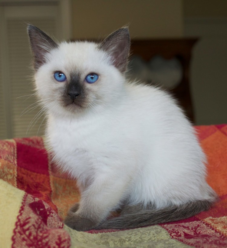 Британская кошка Блю Пойнт