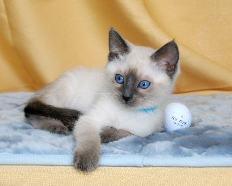 Сиамская кошка серая