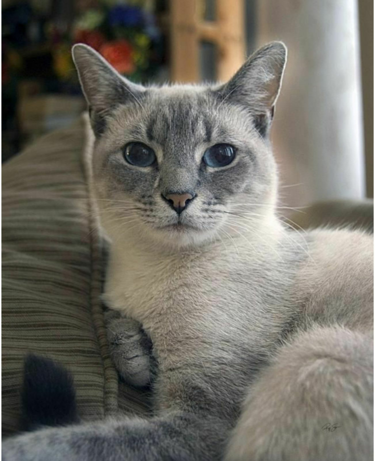 Сиамский кот Блю поинт