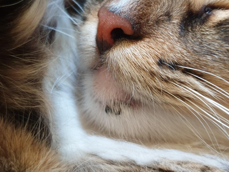 У кота опухла нижняя челюсть