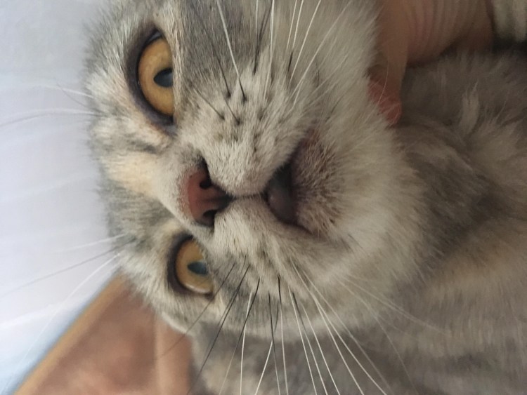У кошки облысела нижняя губа