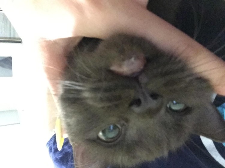 Пятно на нижней губе у кошки