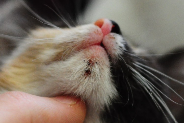 Шишка на нижней губе у кошки