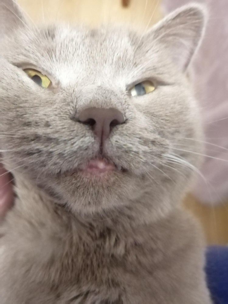 Воспаление верхней губы у кота