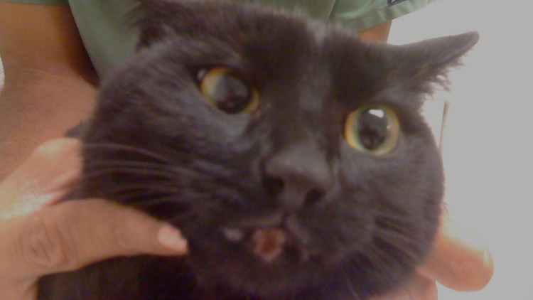 У кота опухла нижняя челюсть