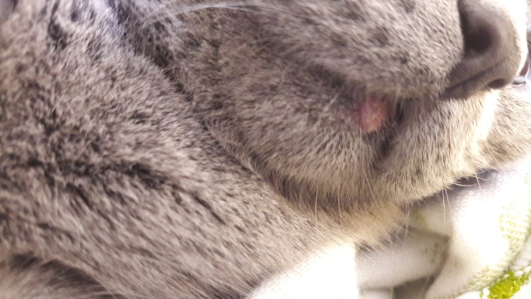 Кальцивироз у кошек на губе