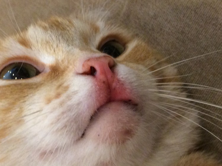 Кошки с пятная