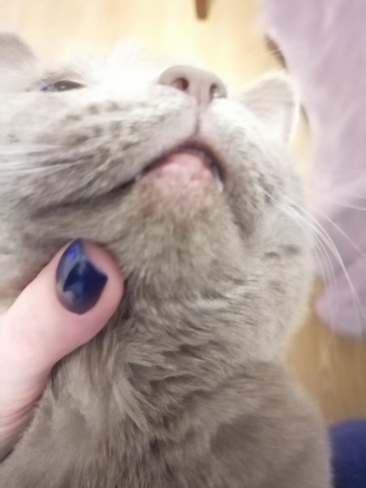 Кошки с пятная