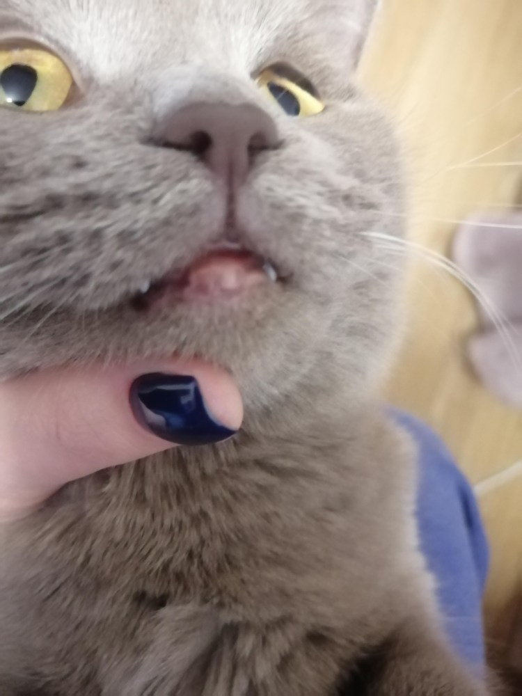 Прыщ у кота на нижней губе