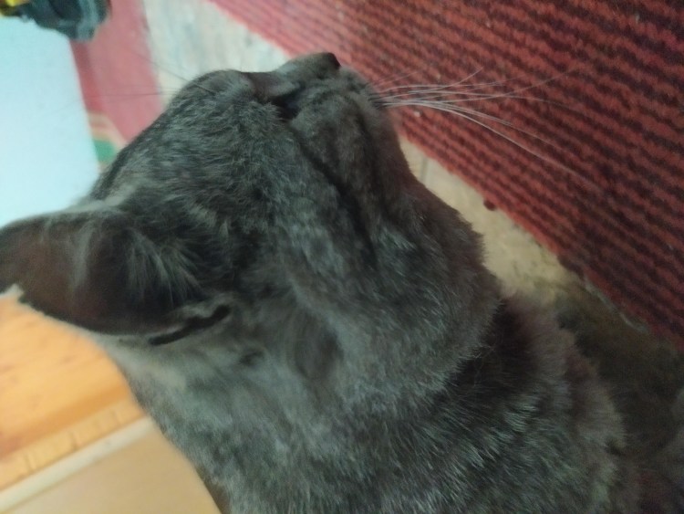 Кальцивироз (эозинофильная гранулема)