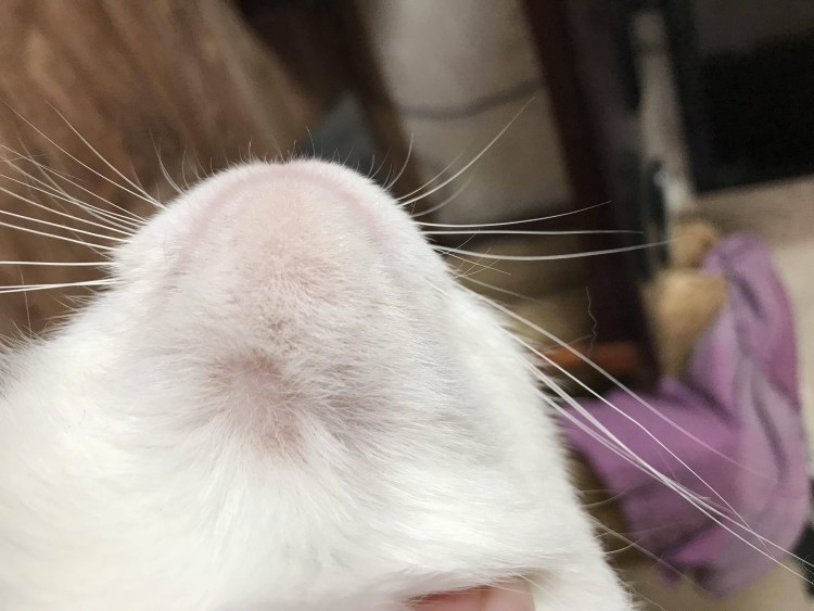 Укотаопухла нижняя селюсть