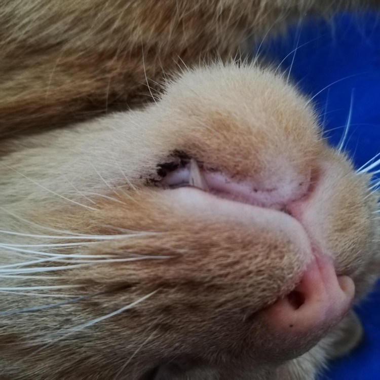 Гиперплазия десен у кошек