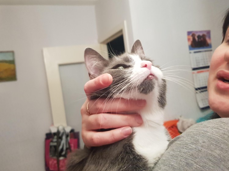 Черные точки на подбородке у кошки