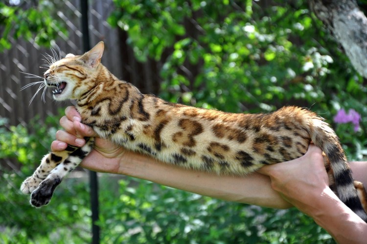 Бенгальская кошка