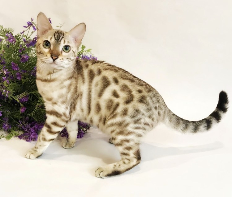 Бенгальская кошка Марбл