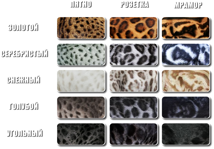 Бенгальская кошка окрасы таблица