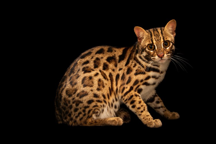 Бенгальская кошка (бенгал)