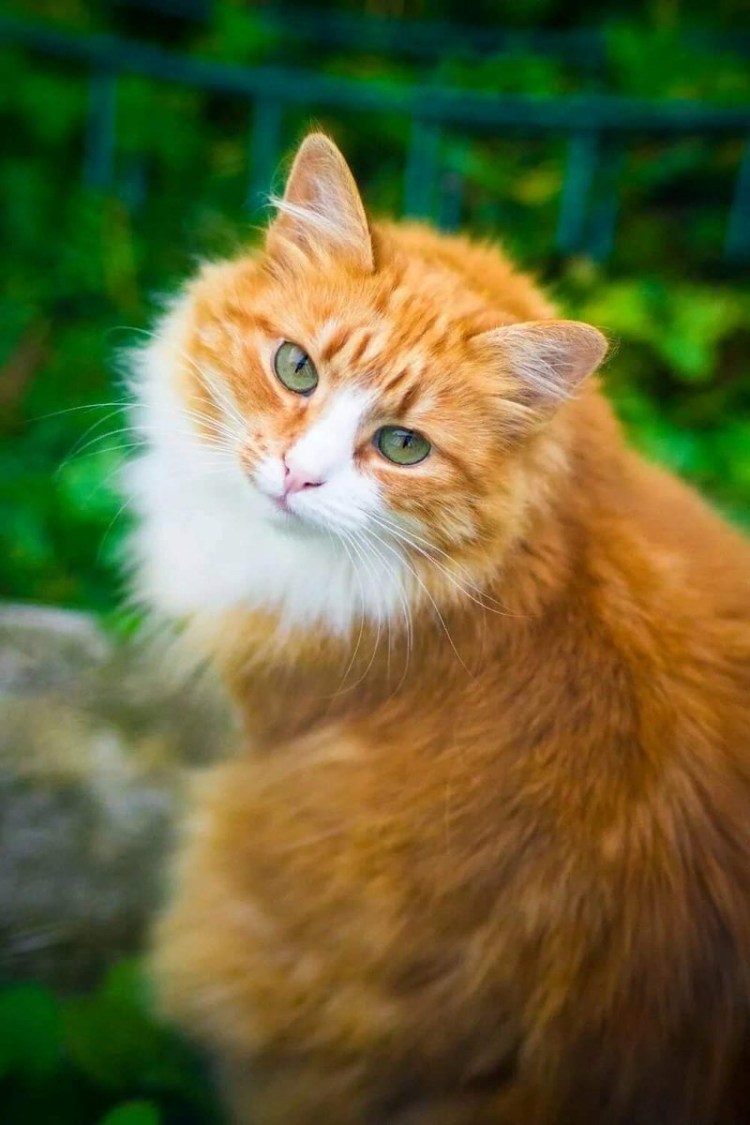 Рыжий котик