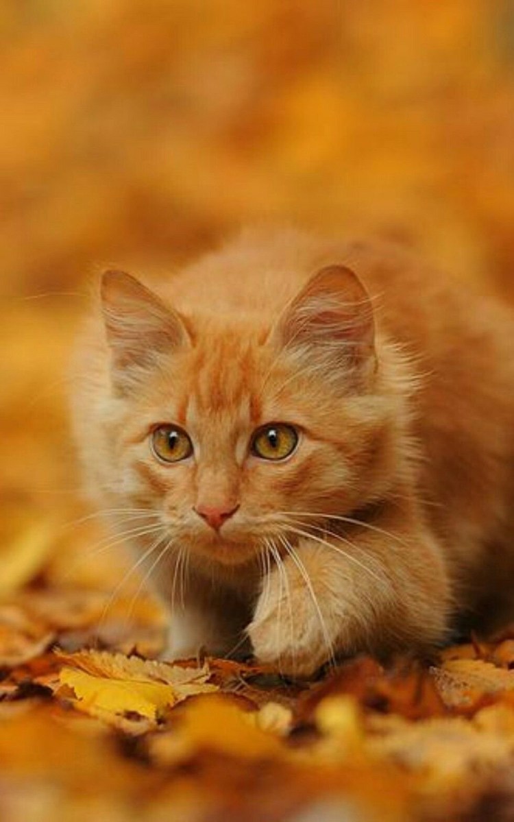 Тигровый макрелевый табби рыжий