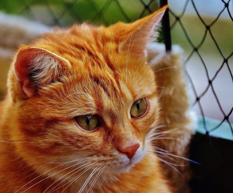 Рыжая кошка