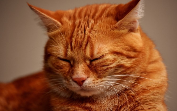 Рыжий котёнок