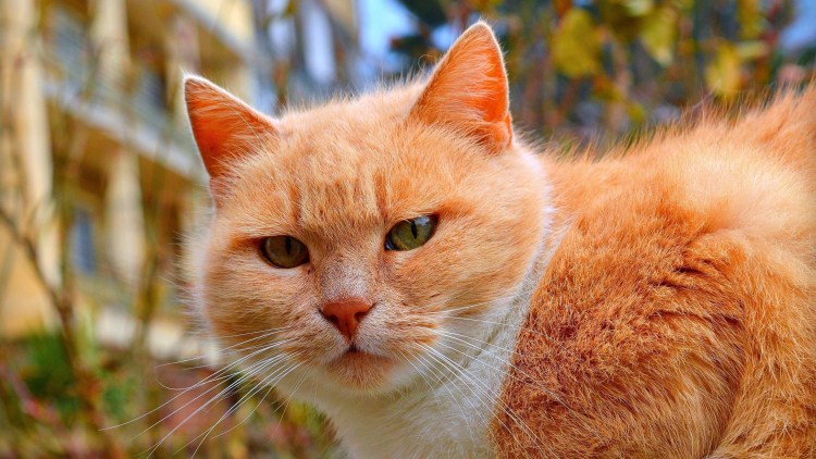 Ginger tabby Cat порода