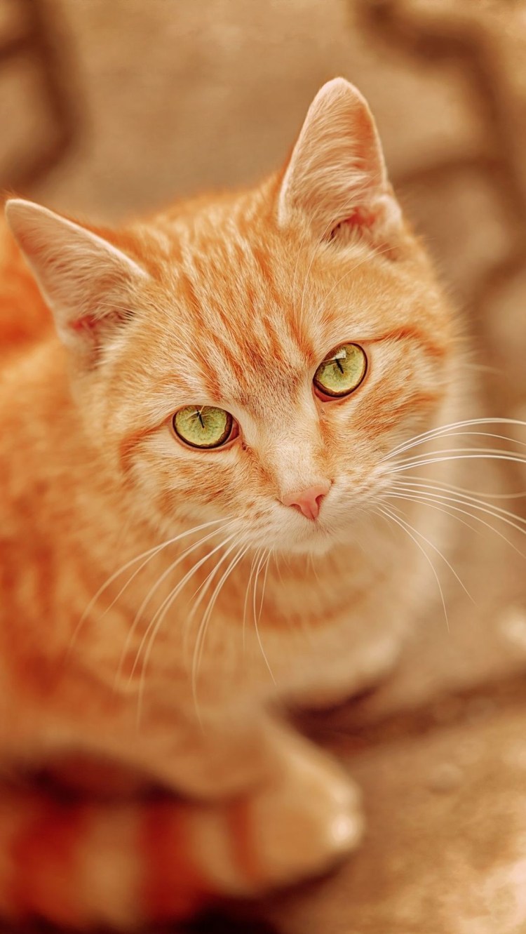 Рыжий котик