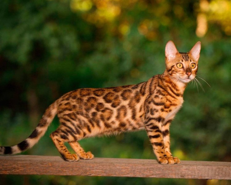Сервал Саванна породы кошек