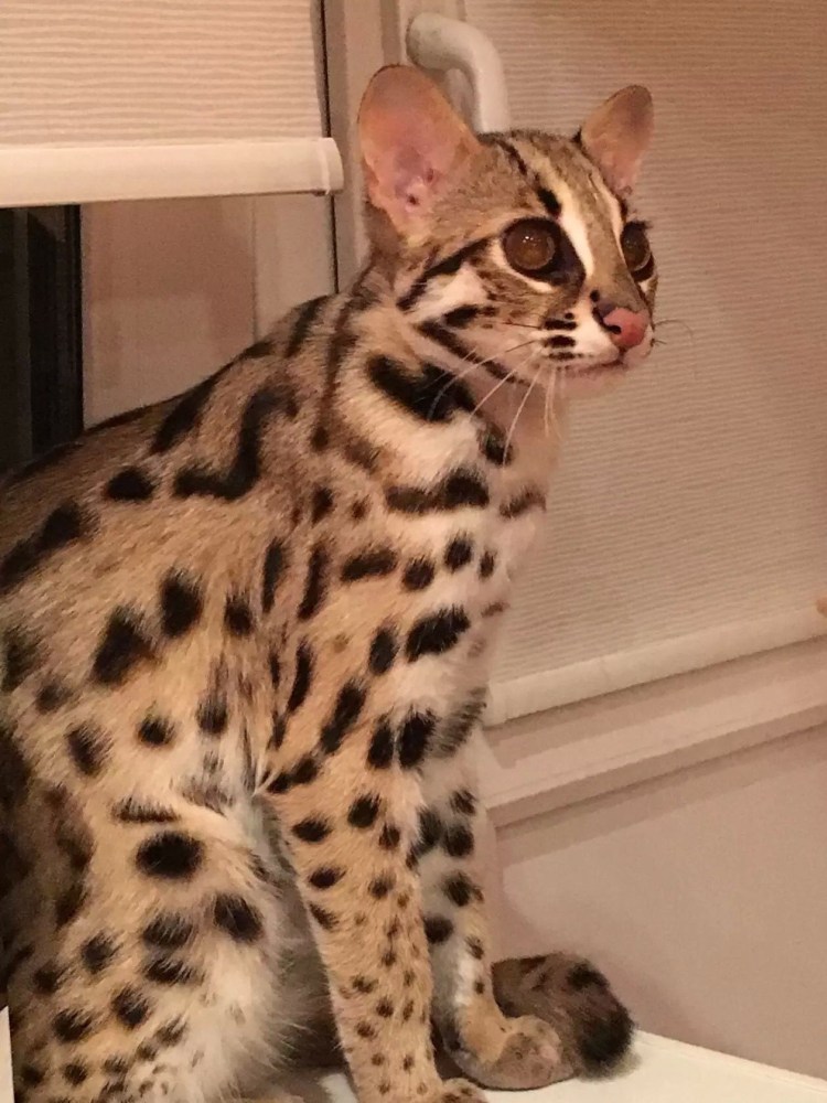 Пятнисто - золотые бенгальские кошки.