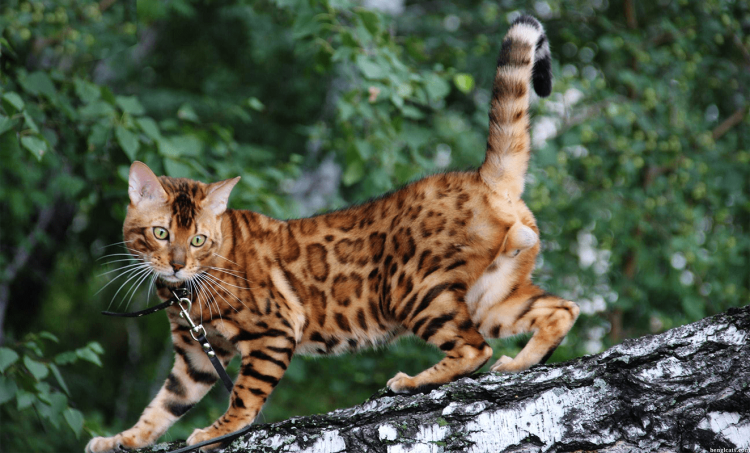 Кошка пятнистая Бенгальская