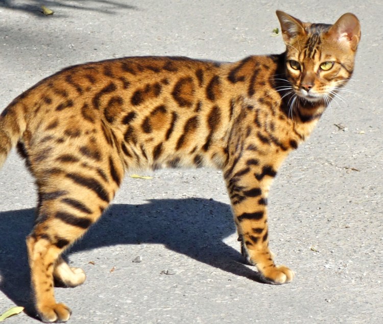 Кошка Оцелот и Бенгальская