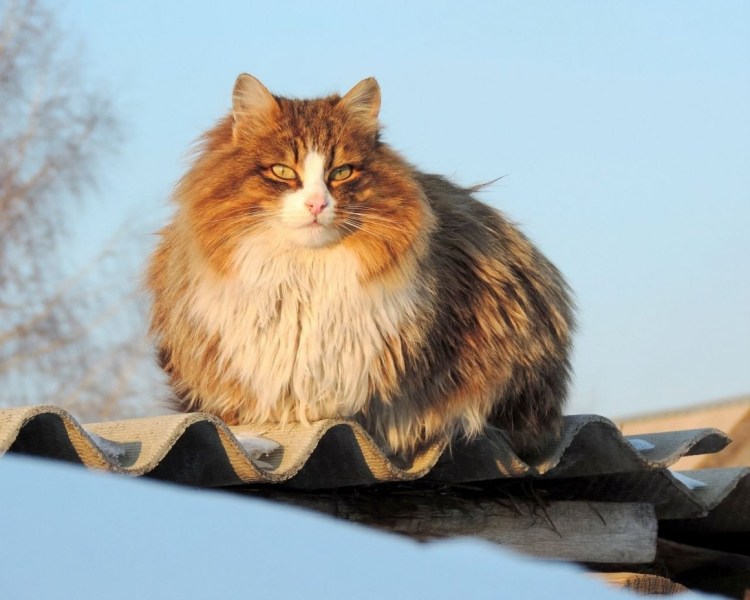 Норвежская Лесная кошка рыжего окраса