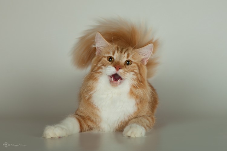 Норвежская Лесная кошка рыжая