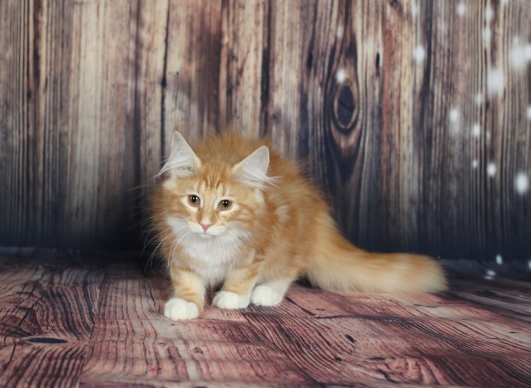 Норвежский Лесной кот персиковый