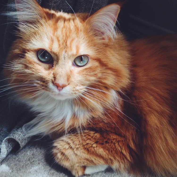 Норвежская Лесная кошка рыжая