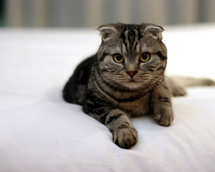 Шотландские вислоухие коты