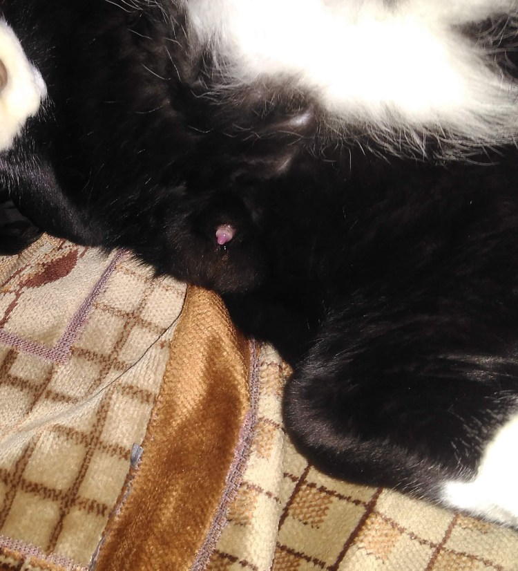 Диафрагмальная грыжа у собаки рентген