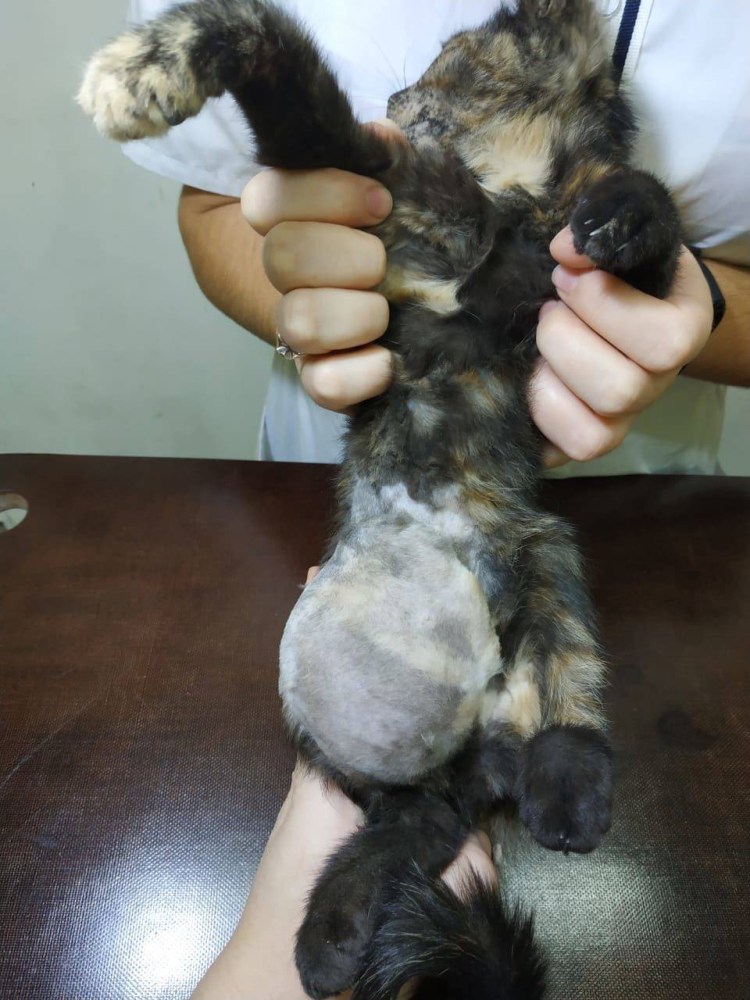 Маленькая паховая грыжа у собак