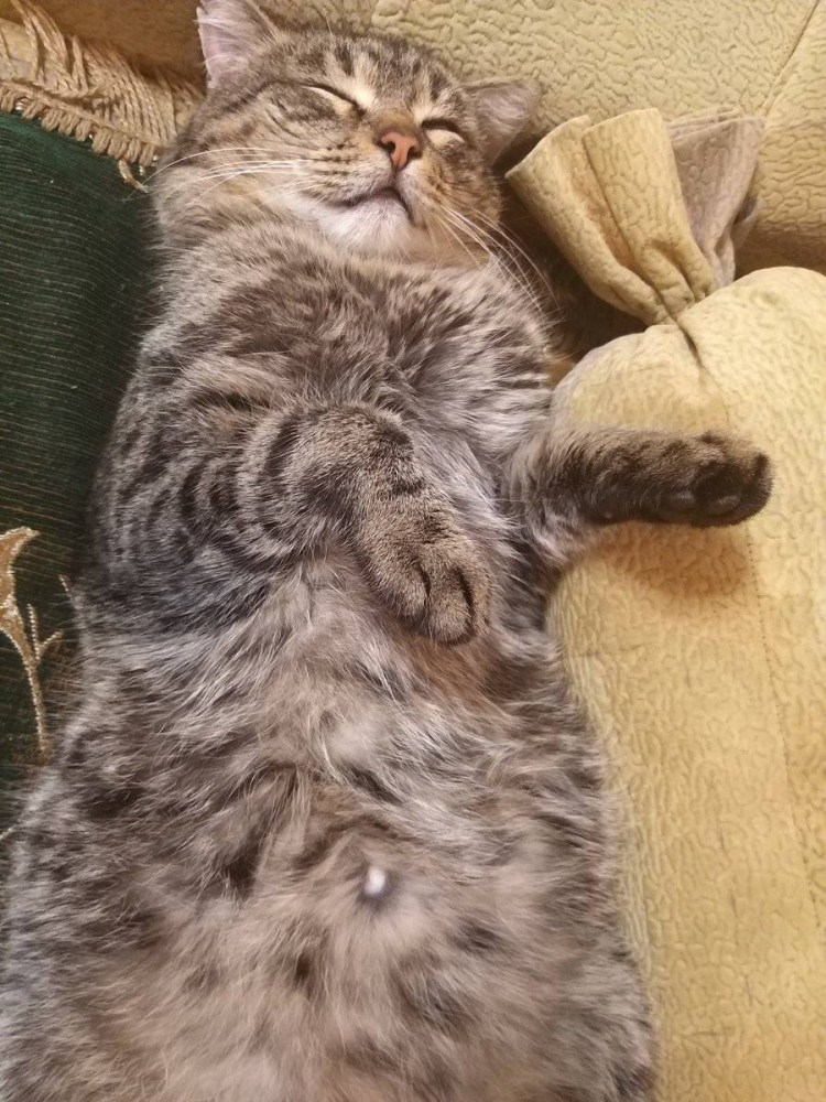 Кот на пузе тату