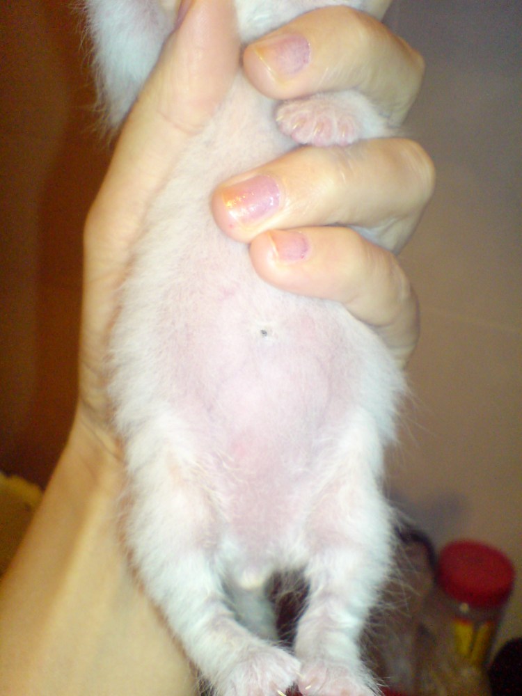 Черный котенок мешает в комнате