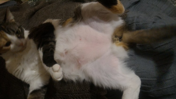 Кошка с коричневыми пятнами