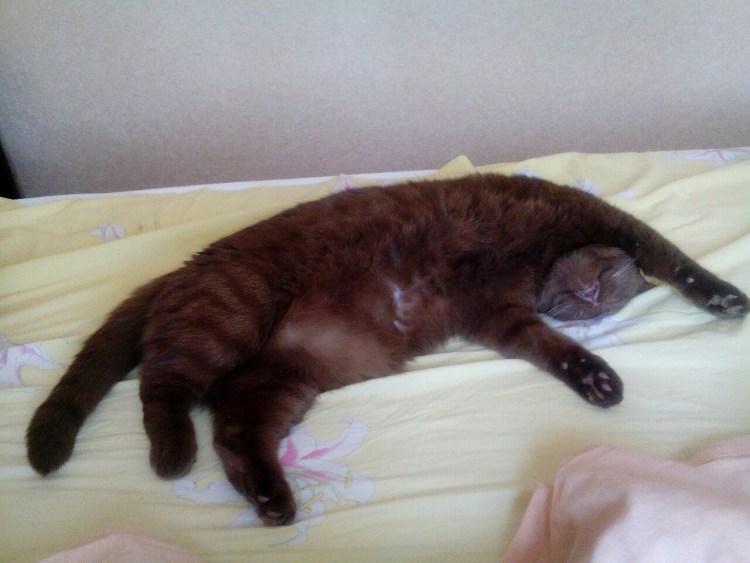 Пол новорожденного котенка