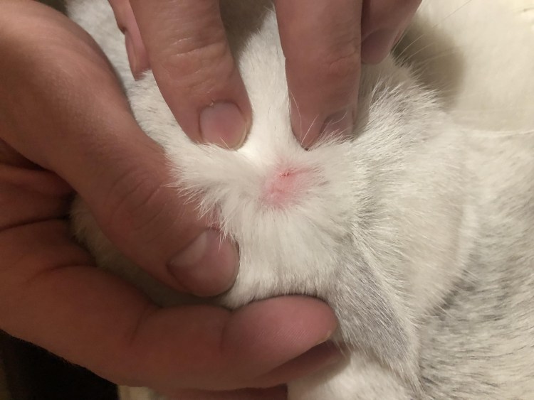 Коричневые пятна у кота на животе