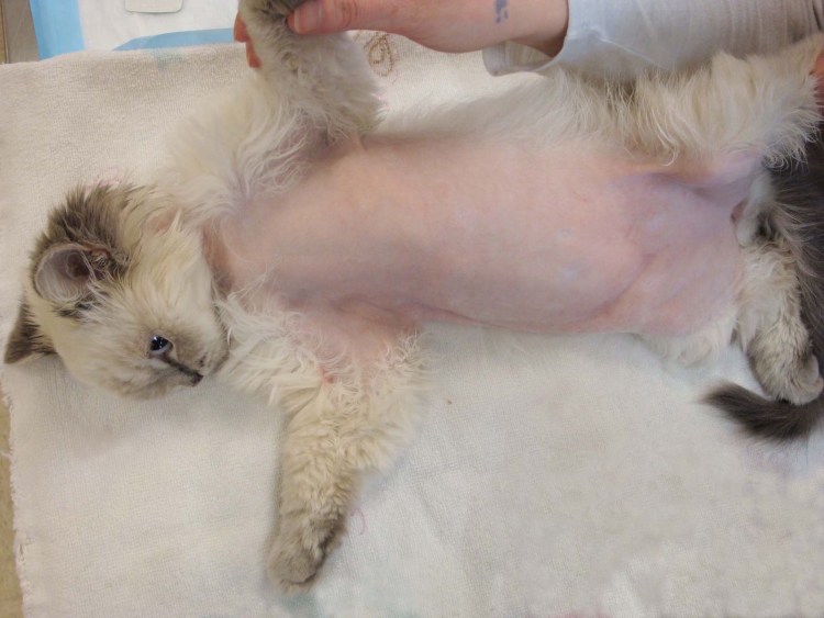 Кот вздыхает