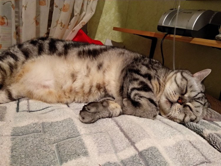 Котик на женской груди