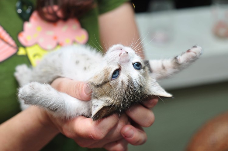 Новорожденные котята