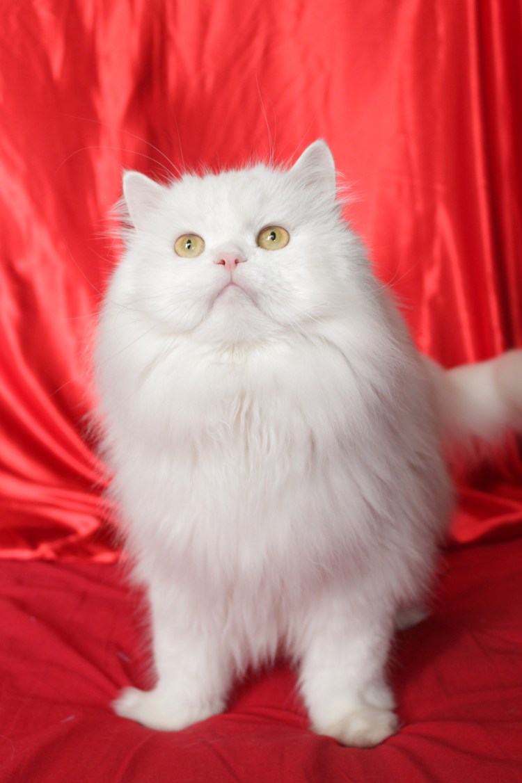 Персидская дымчатая голубая шиншилла