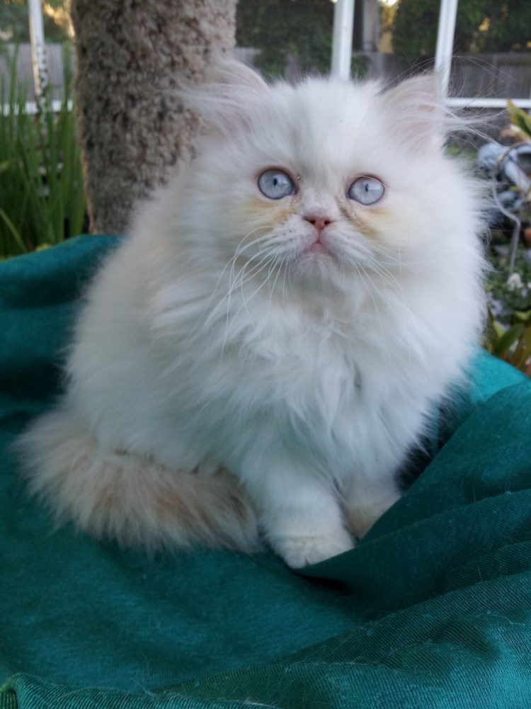 Персидская шиншилла