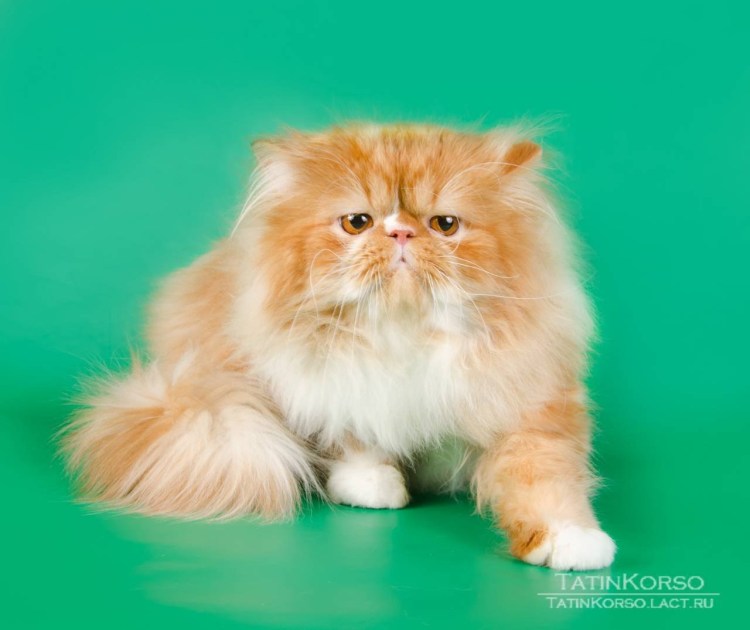 Персидская кошка Классик